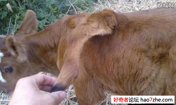 奇闻：湖北枝江现5条腿牛犊多余长背上(2)