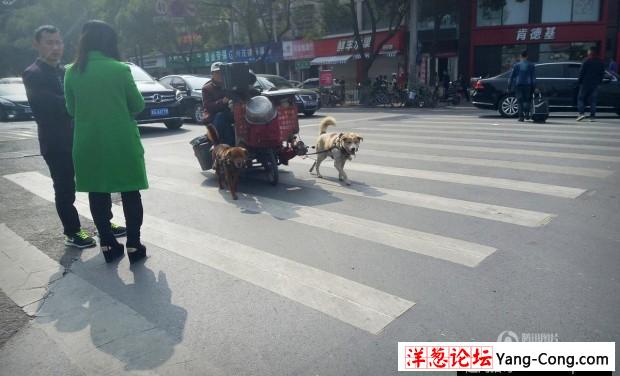 老年夫妇自驾改装狗拉车上路引围观(2)