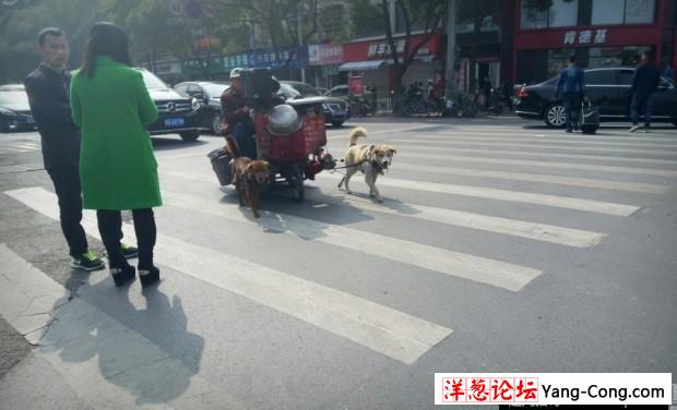 浙江义乌老年夫妇自驾改装狗拉车上路(4)