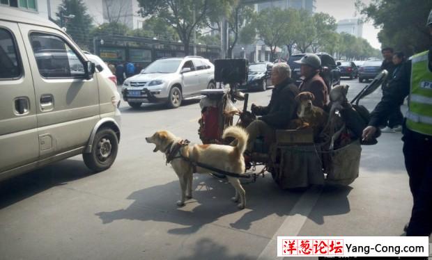 浙江义乌老年夫妇自驾改装狗拉车上路(1)