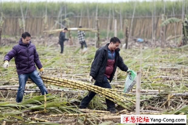 大风刮倒10亩甘蔗无人要 5元贱卖瞬间卖完(1)