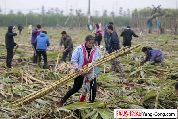 大风刮倒10亩甘蔗无人要 5元贱卖瞬间卖完(2)