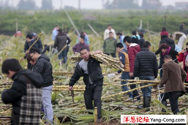 大风刮倒10亩甘蔗无人要 5元贱卖瞬间卖完(3)