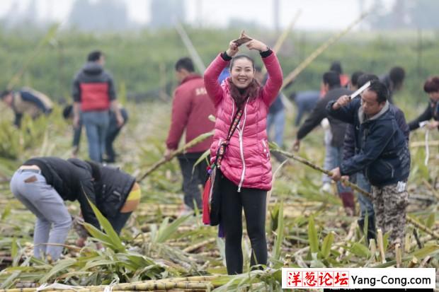 大风刮倒10亩甘蔗无人要 5元贱卖瞬间卖完(6)