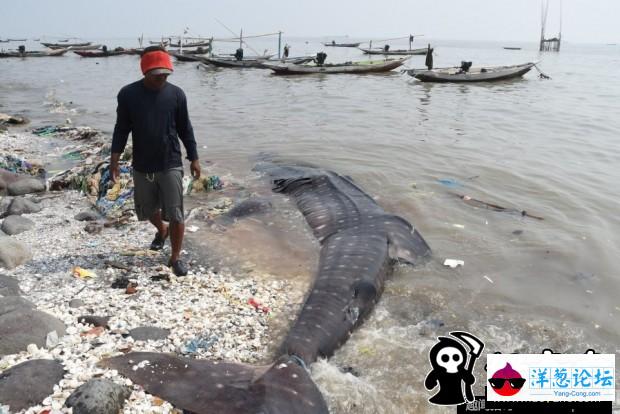 印尼渔民捕获鲸鲨 成孩子玩具(3)