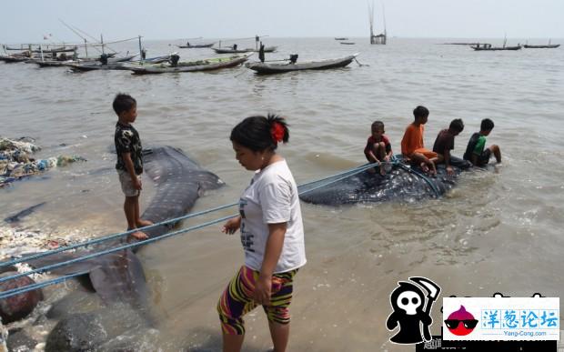 印尼渔民捕获鲸鲨 成孩子玩具(4)