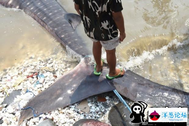 印尼渔民捕获鲸鲨 成孩子玩具(2)