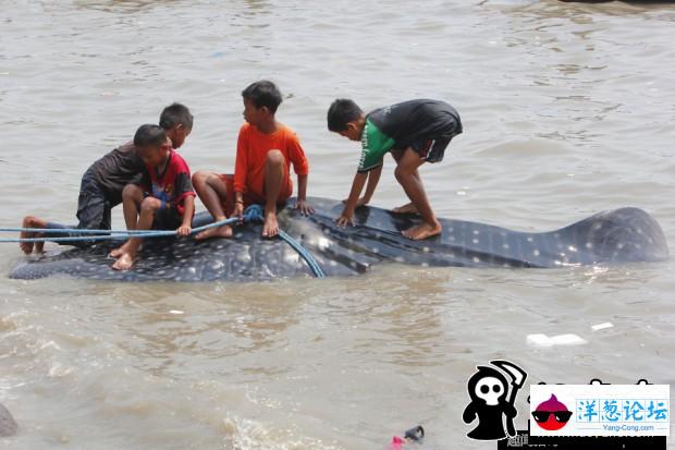 印尼渔民捕获鲸鲨 成孩子玩具(5)