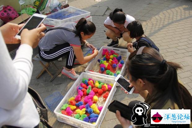 小贩用染色鸡冒充七彩鸡 家长不买小孩大哭(1)