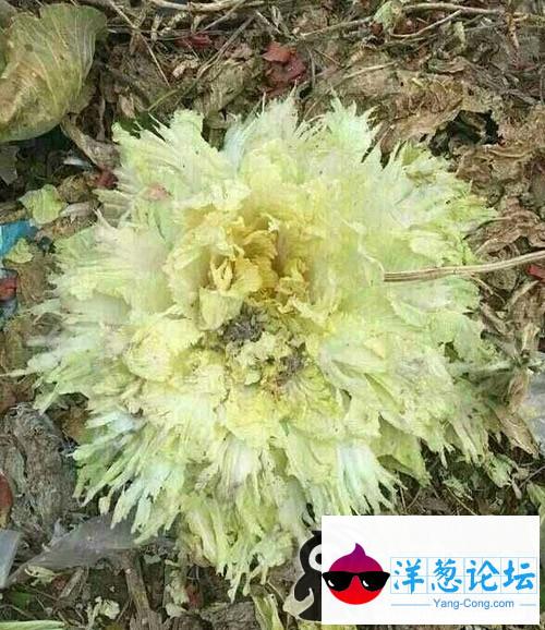 爆，白菜花，也是花儿