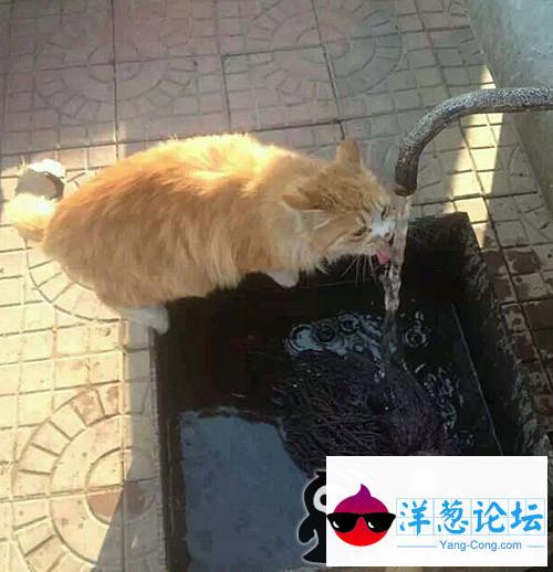 可怜的小猫咪。好喝么？