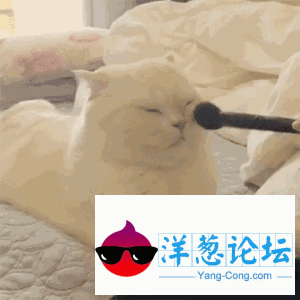 明天猫咪就要出嫁了，可惜新郎不是我！