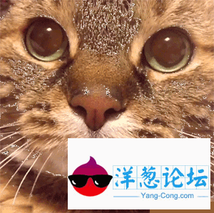 谁以后再说猫咪乖巧，我给他急！急！急！