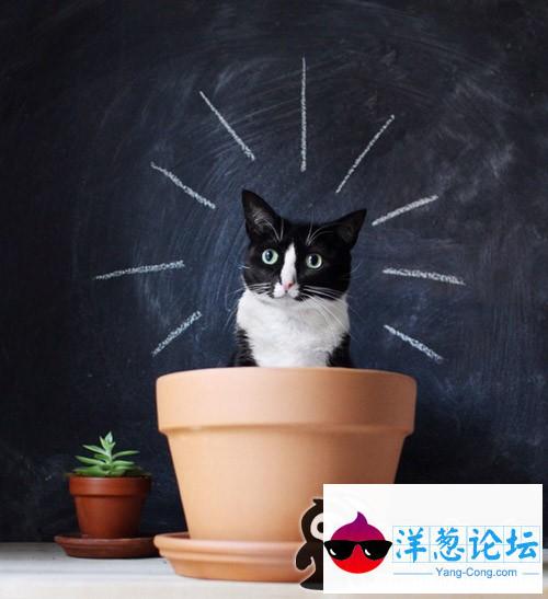 会开花的太阳猫