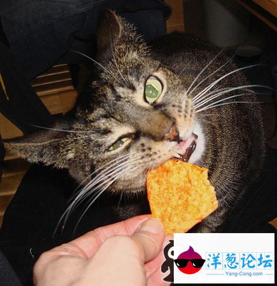 吃素的猫咪，膜片也能吃的这么香