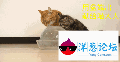 取出来，送给猫咪，成为今夏猫咪最棒的礼物