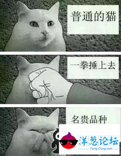 一拳变高贵猫咪