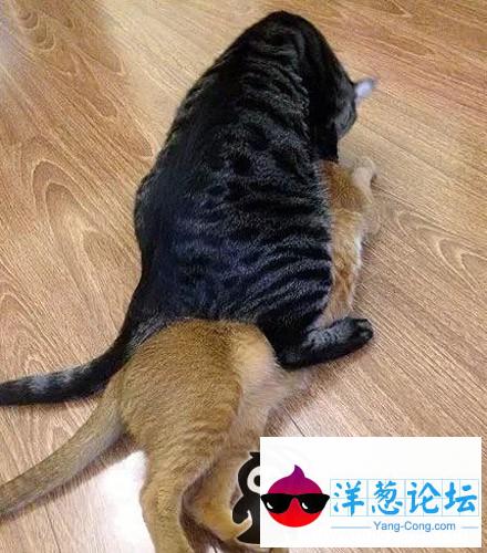 我家的猫咪要生小宝宝了