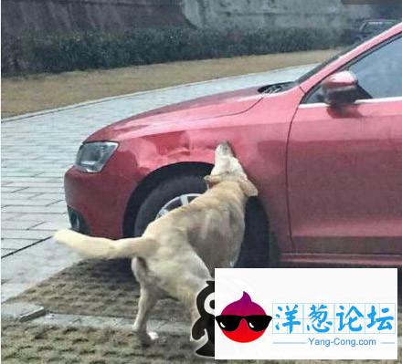 dog，我和你什么仇什么怨啊！