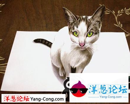 3D立体绘画，猫咪图片