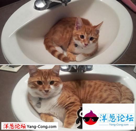 小猫和老猫。