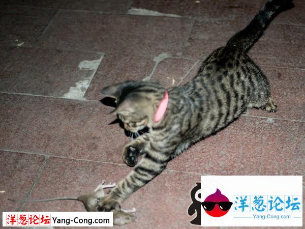 喵喵，你跑不过我的猫爪