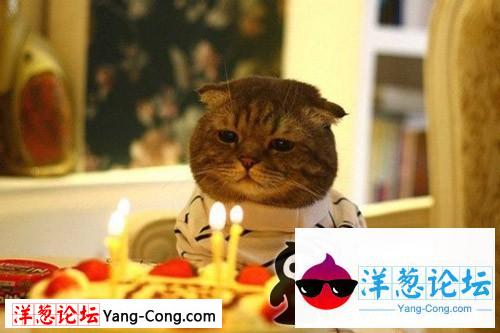 猫咪小弟，祝你四岁生日快乐