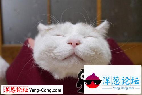 卖萌的猫咪。喵~