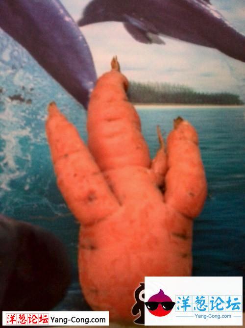 搞笑胡萝卜图片