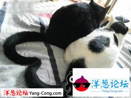 猫咪情侣装扮的爱心图案