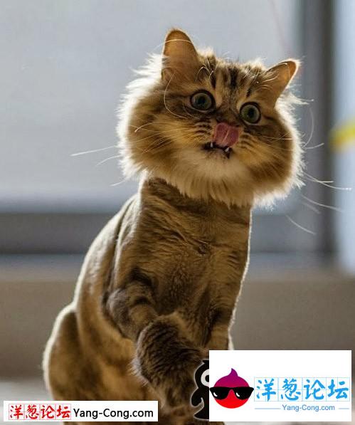 凶神恶煞的丑猫咪