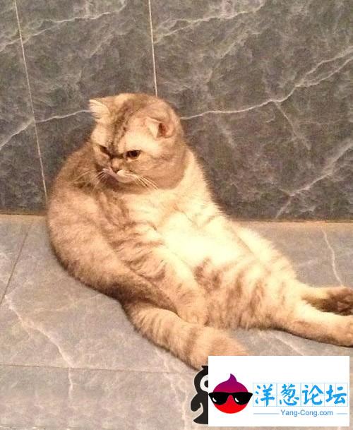 哎，要这样的猫咪有啥子用哈