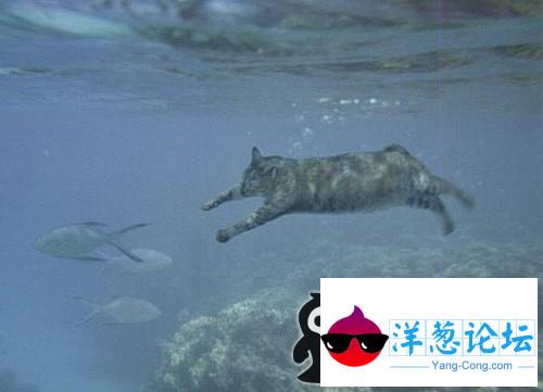 猫吃鱼了.....真不容易。