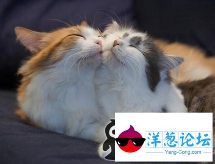 一对幸福的猫咪（都是公的）