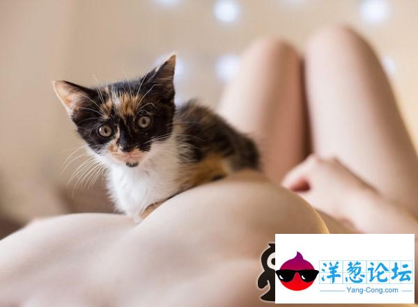 洋溢在幸福生活在的公猫咪。