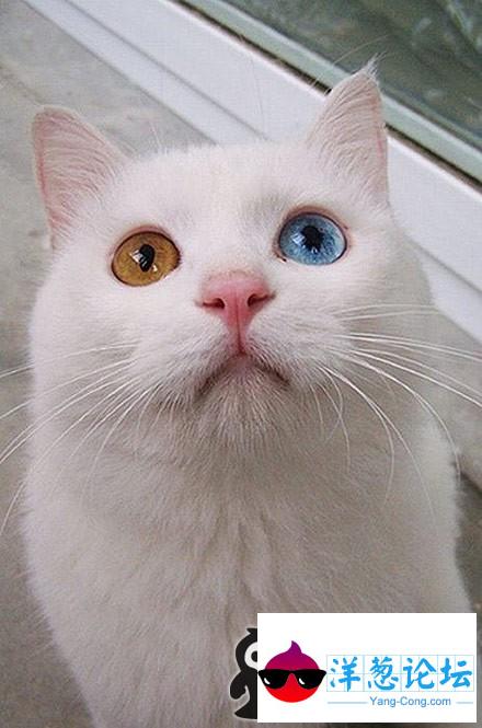 混血猫咪。看眼睛。