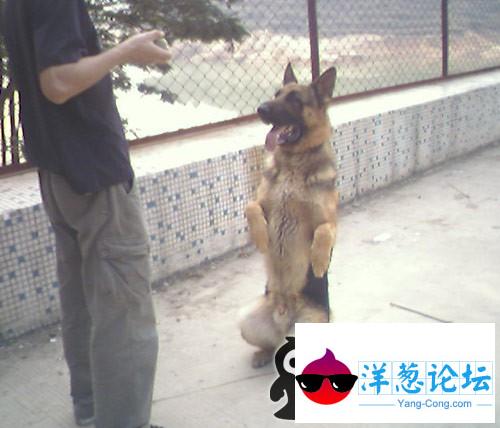 驯服警犬