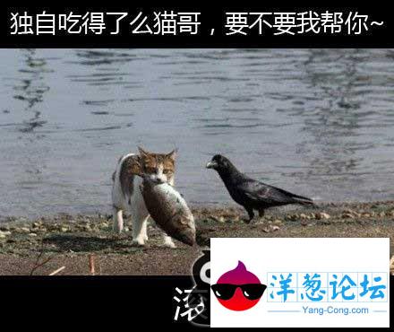 猫哥，要不要帮忙？