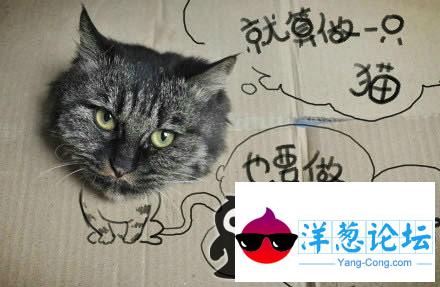 做算做一只猫咪,也要有理想！