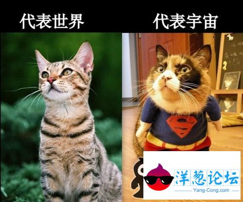 猫星人的搞笑图片