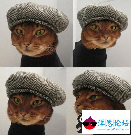 猫咪好时髦啊