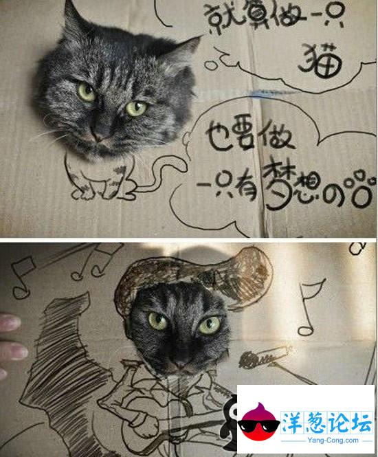 猫咪伤不起人类