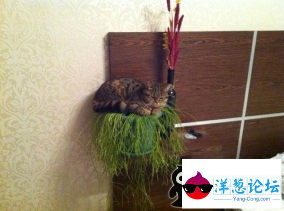 去屎吧植物！猫咪语录！