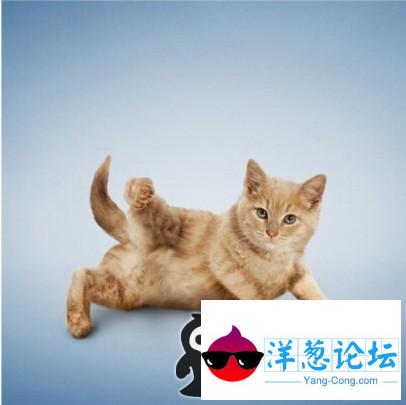 猫咪会做瑜伽 稀罕不？