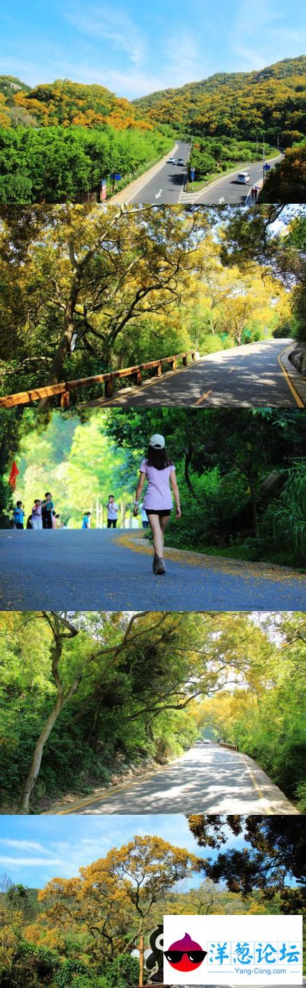 梅海岭 厦门岛最美的浪漫路