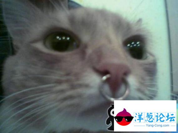 可怜的猫咪 看的我也想哭