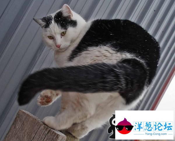 宠物猫咪--活力四射,展现非一般活力