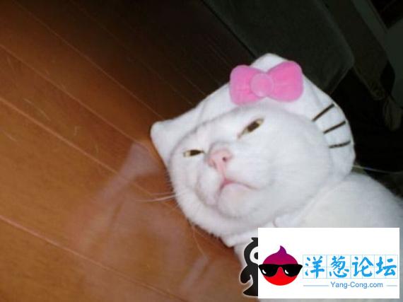 hellokitty猫咪。怎么感觉有点猥琐呢