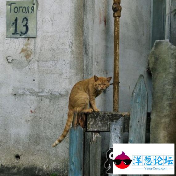 猫咪诡异的眼神