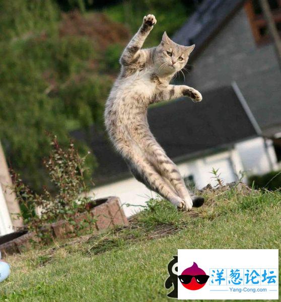 空中飘逸的猫咪